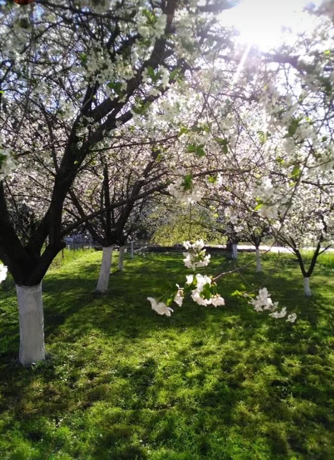 Apartments Pasha Blagaj Dış mekan fotoğraf